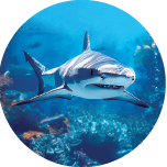 Real Shark 1