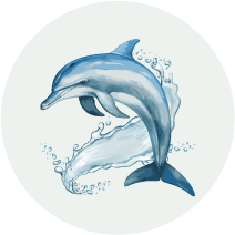 Dolphin_OK