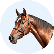 Real Horse