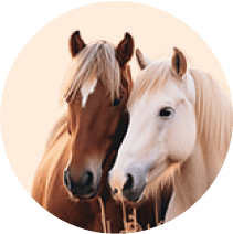 Real Horse 2